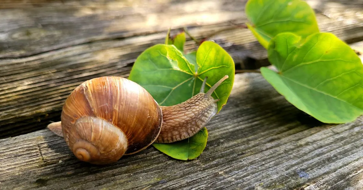 Hlemýžď požírající list – krmení hlemýžďů