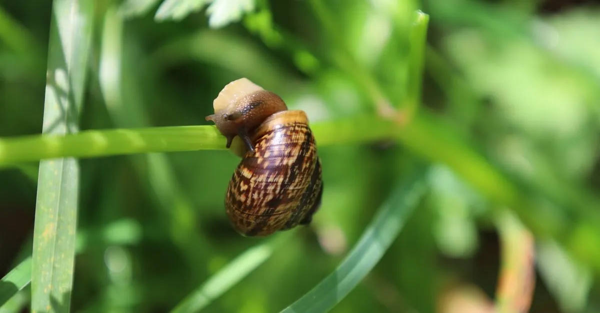 Hlemýžď – chov na sliz a šnečí kaviár