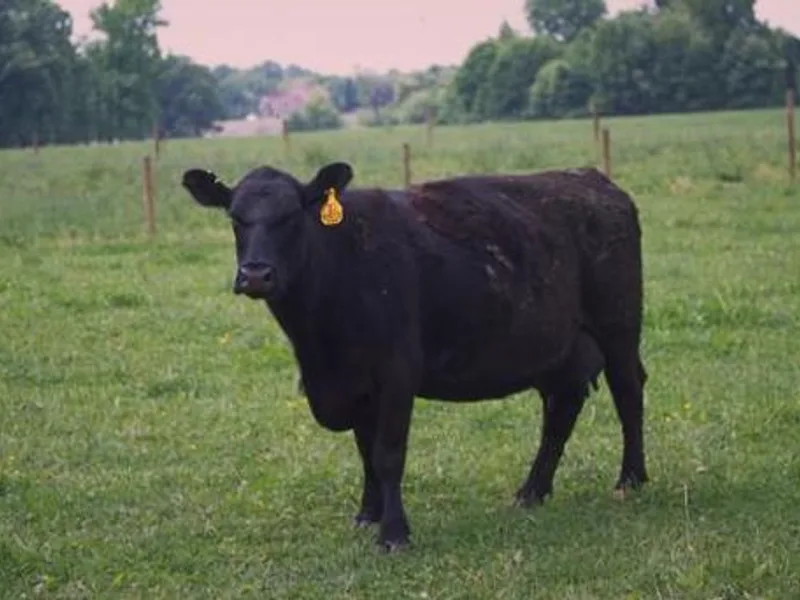 Plemeno Aberdeen Angus