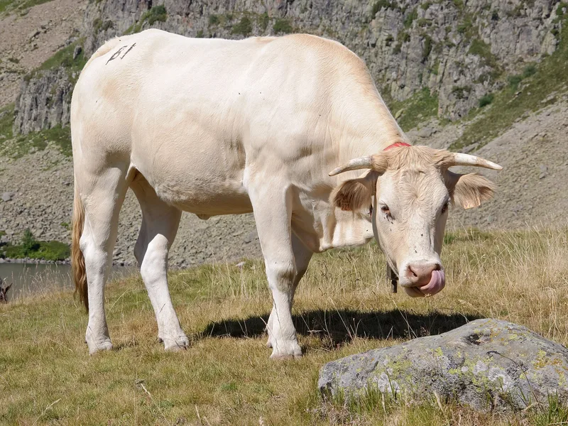 Plemeno Blonde d'Aquitaine