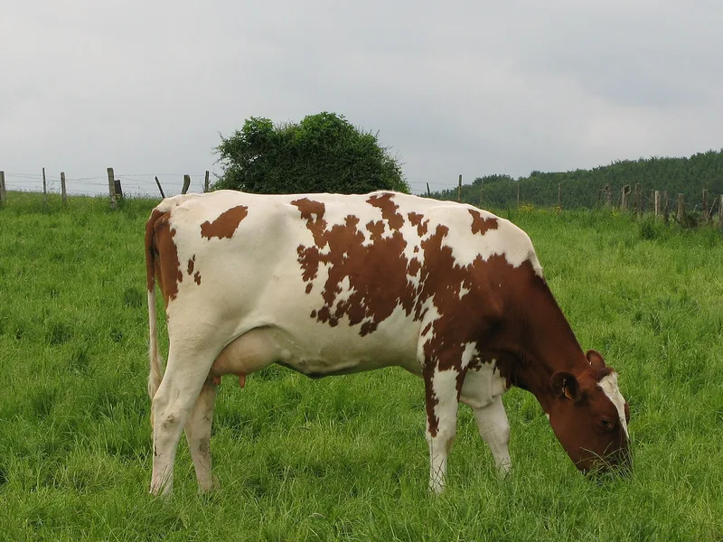 Plemeno Red Holstein