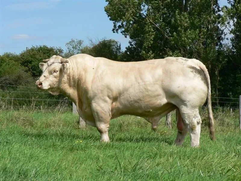 Hovězí plemena
