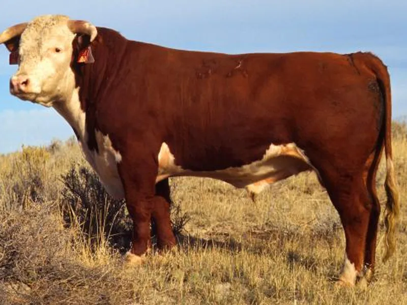 Plemeno Hereford