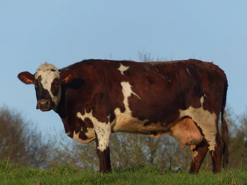 Plemeno Normande