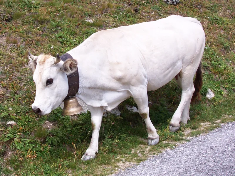 Plemeno Piemontese
