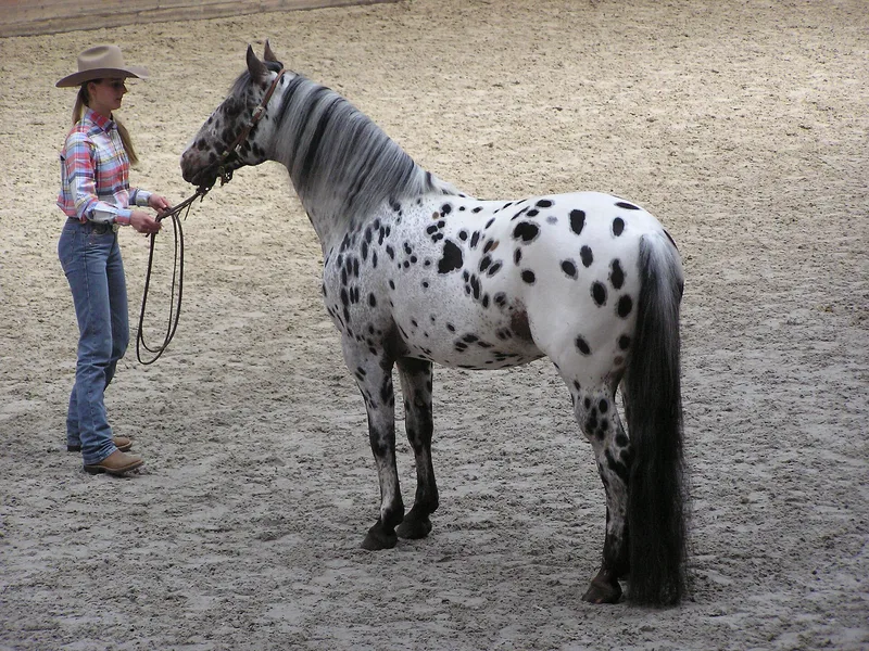 Plemeno Appaloosa