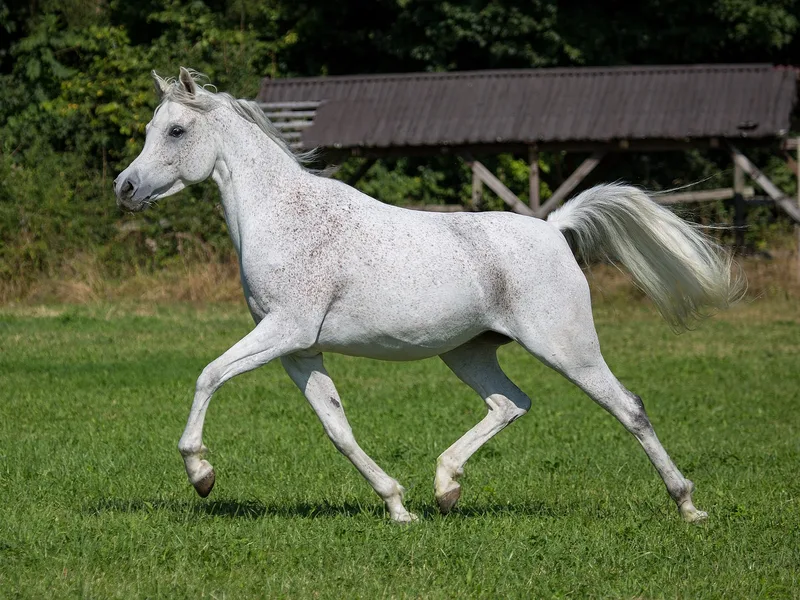 Plemeno Arab