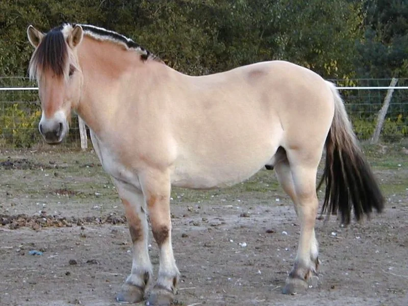 Plemeno Fjordský kůň