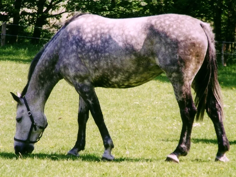 Plemeno Holštýnský kůň