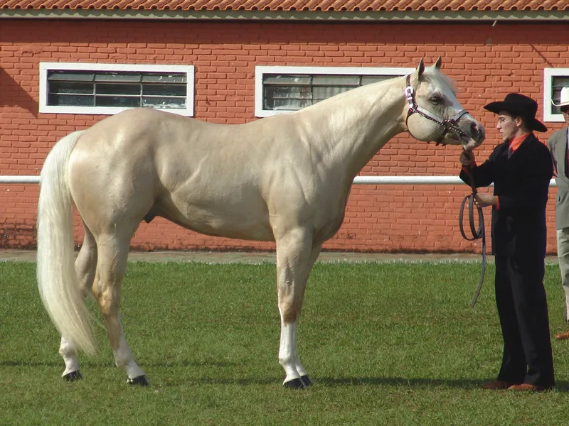 Plemeno American Quarter Horse
