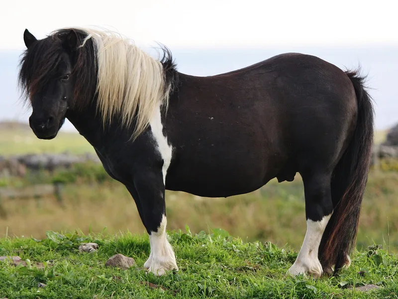 Plemeno Shetlandský pony