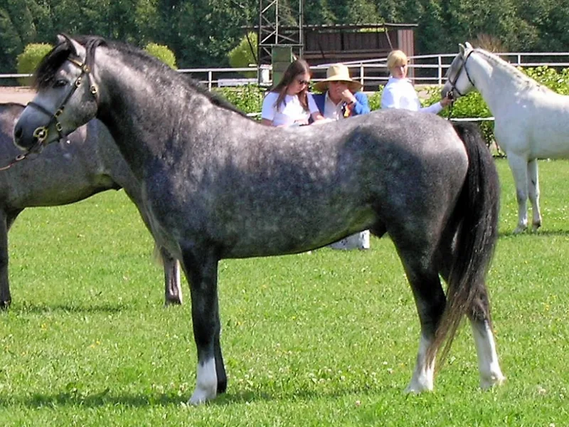Plemeno Welsh pony