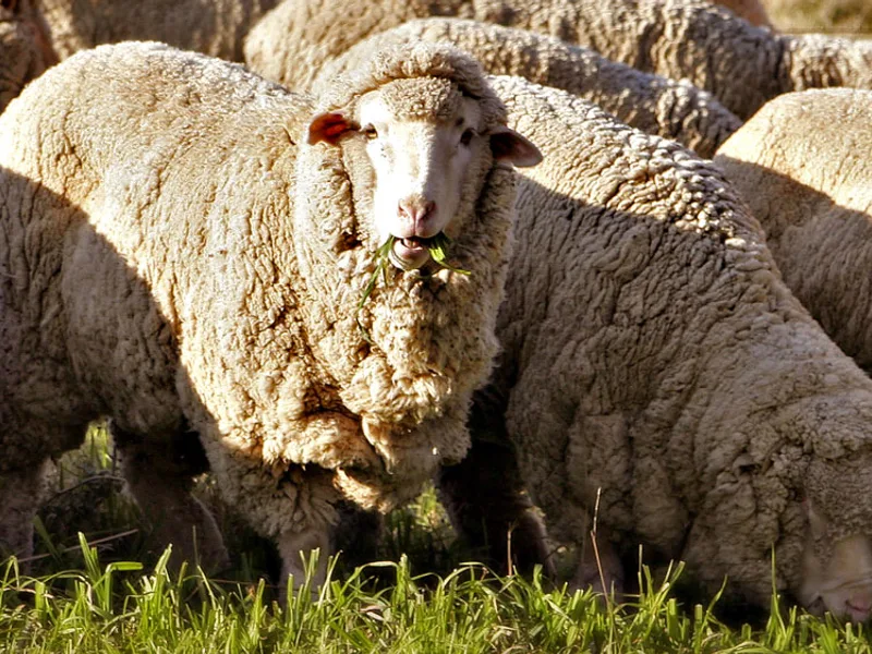 Plemeno Merino