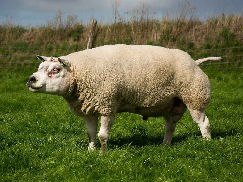 Plemeno Texel