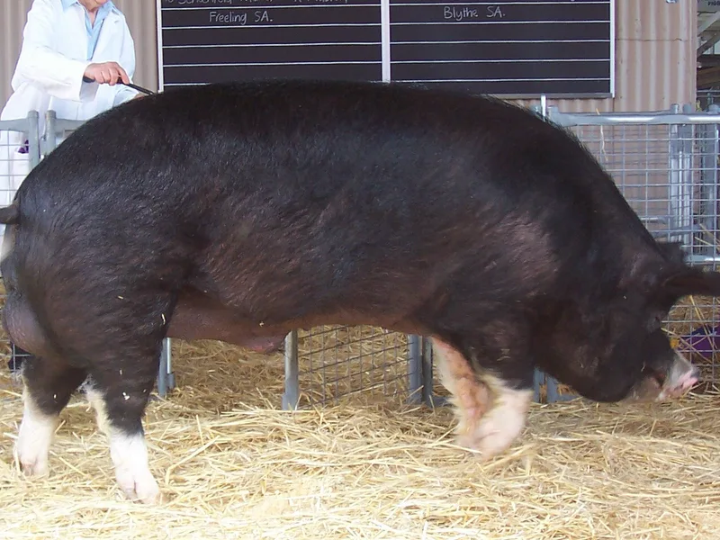 Plemeno Berkshire