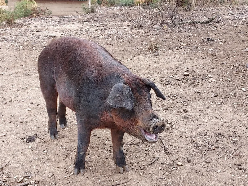 Plemeno Duroc