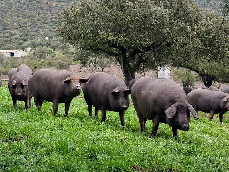 Plemeno Iberské prase