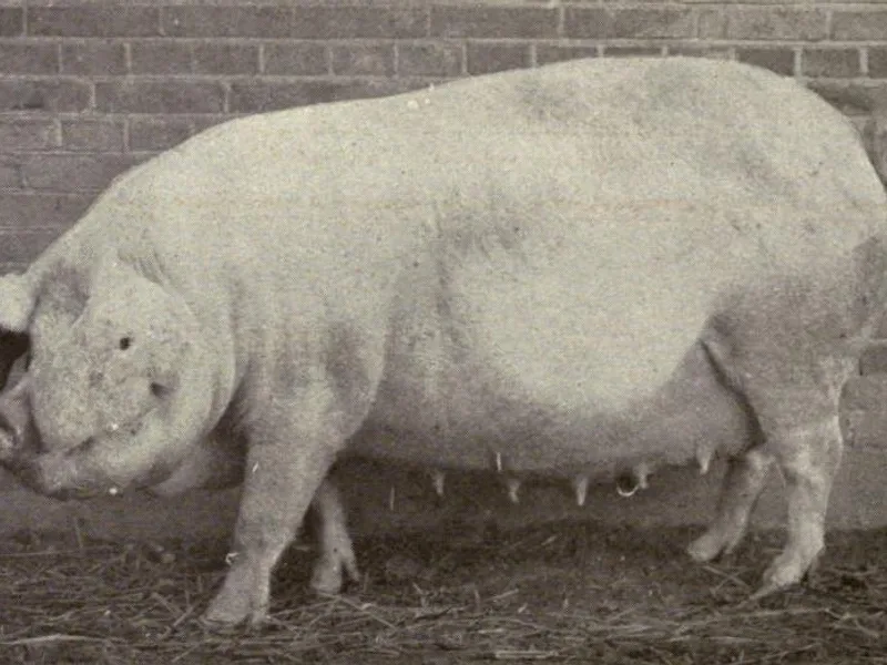 Plemeno Landrasa