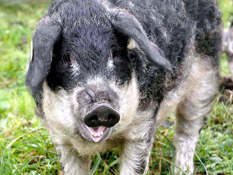 Plemeno Mangalica