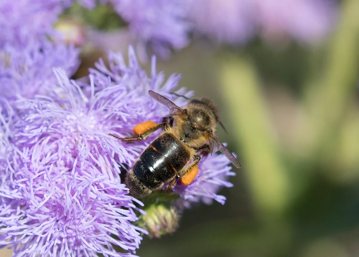 Pszczoła kaukaska — Apis mellifera caucasica