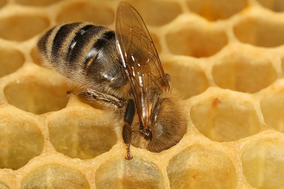 Pszczoła kraińska linii Sklenar — Apis mellifera carnica