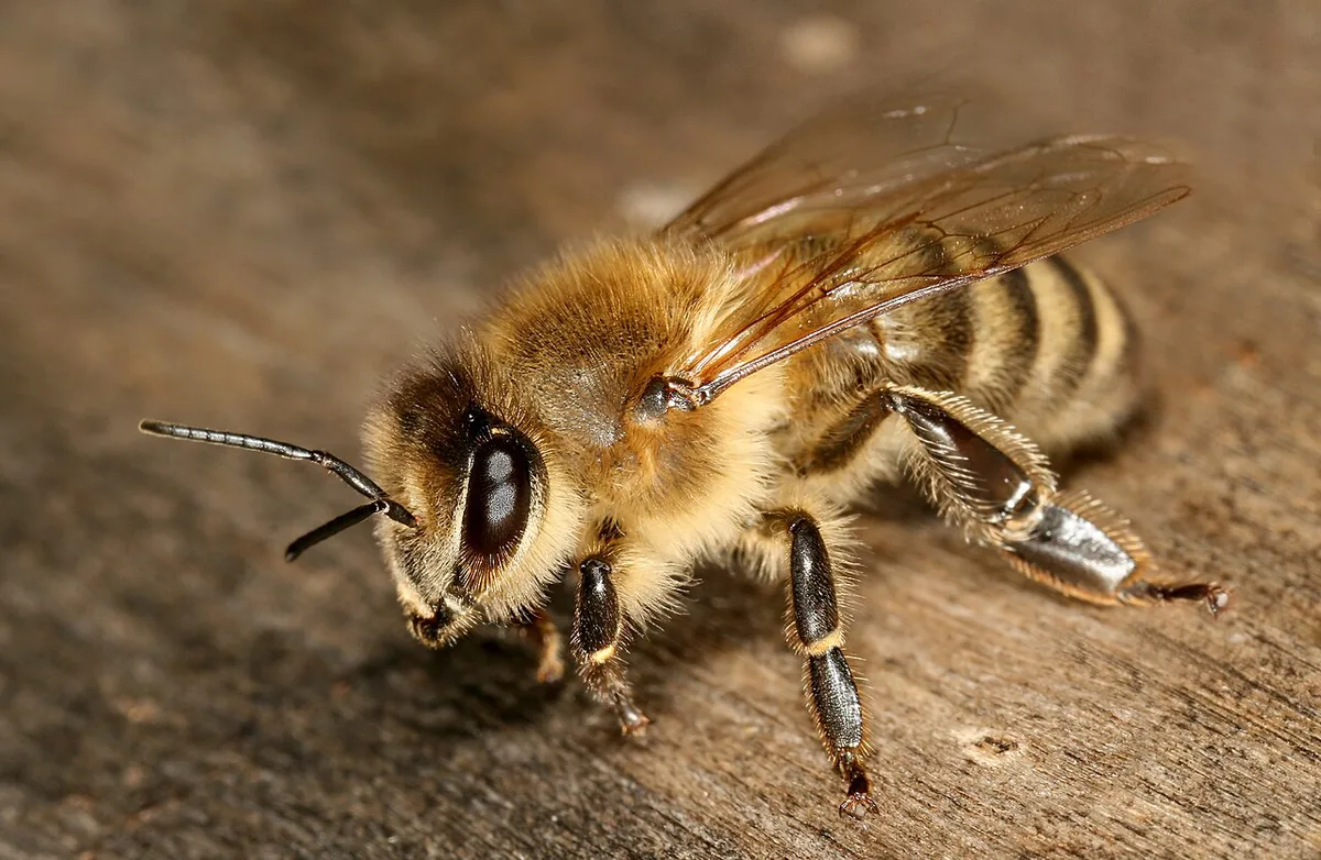 Pszczoła kraińska — Apis mellifera carnica