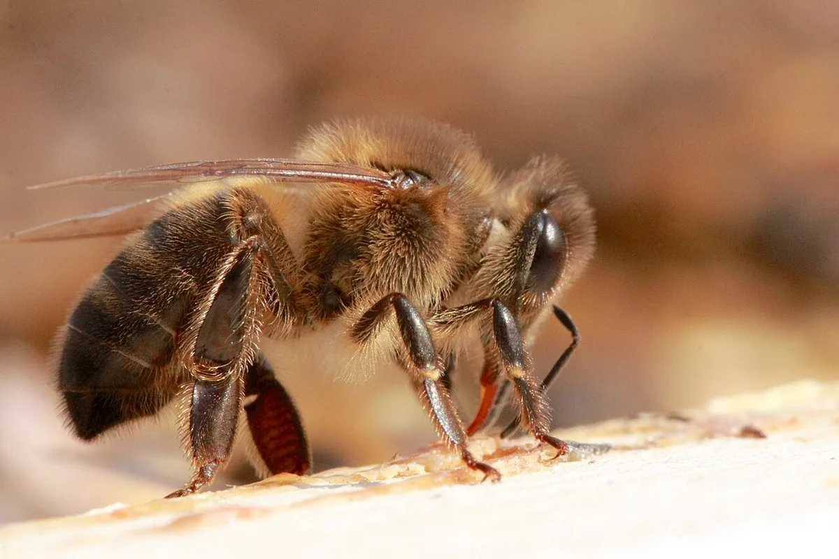 Pszczoła ciemna europejska — Apis mellifera mellifera